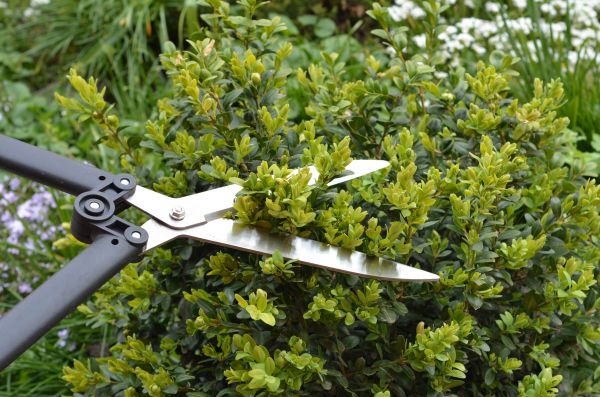 Cost of Boxwood Trimming in San Luis Obispo
