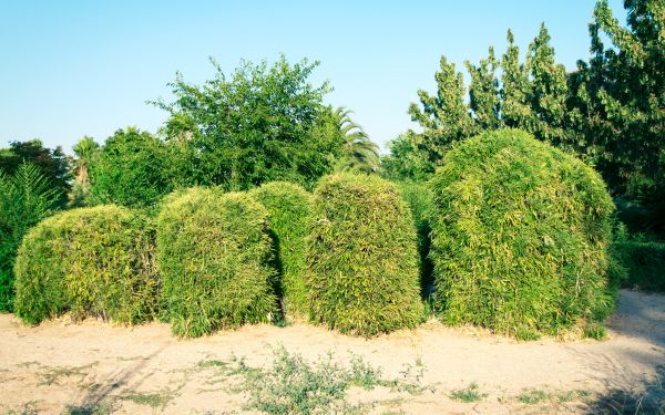 Cost of Bamboo Hedge Removal in San Luis Obispo