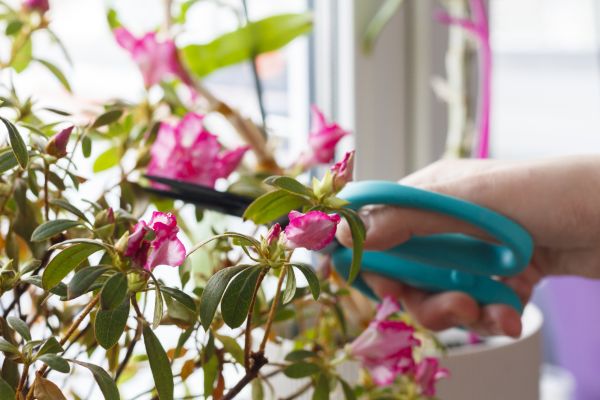 Azalea Pruning in San Luis Obispo