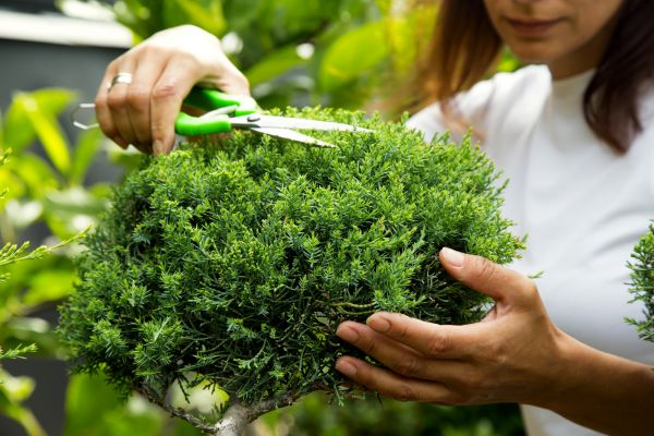 Juniper Shrub Pruning in San Luis Obispo