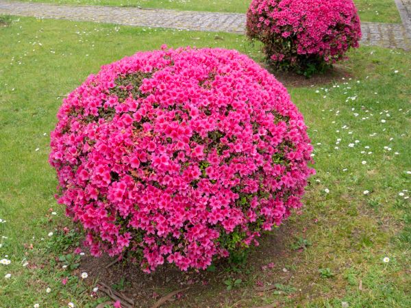 Rhododendron Pruning in San Luis Obispo