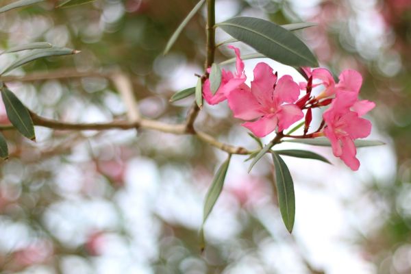 Oleander Removal in San Luis Obispo
