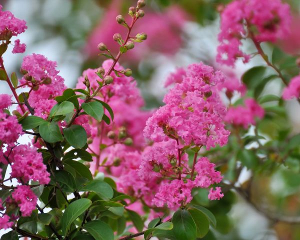 Crepe Myrtle Removal in San Luis Obispo