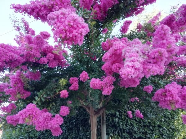 Crape Myrtle Pruning in San Luis Obispo