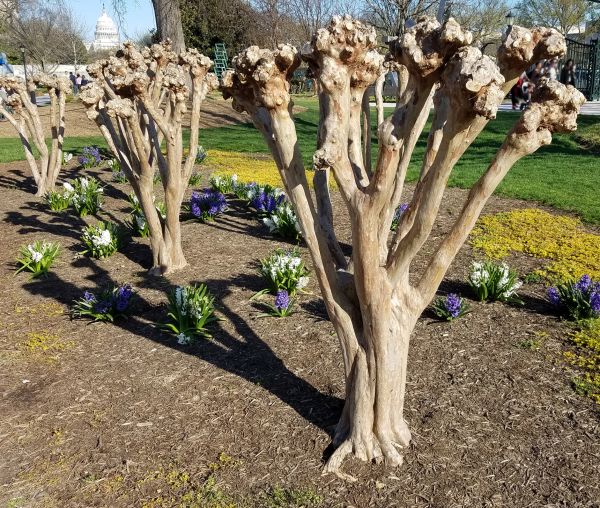 Cost of Myrtle Tree Removal in San Luis Obispo