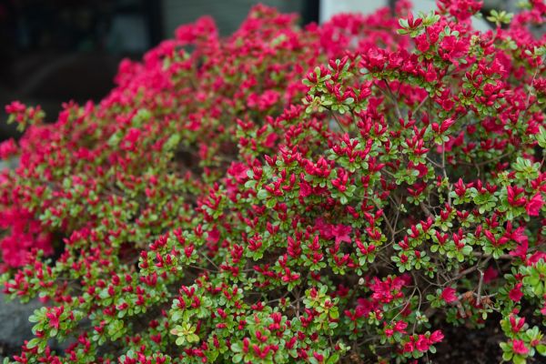 Cost of Weigela Removal Service in San Luis Obispo
