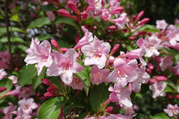 Cost of Weigela Pruning Service in San Luis Obispo