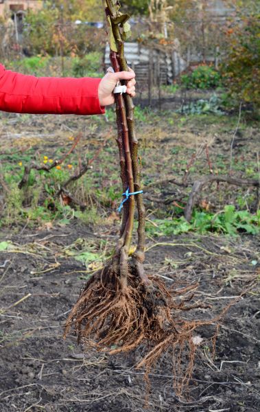 Shrub Root Removal in San Luis Obispo