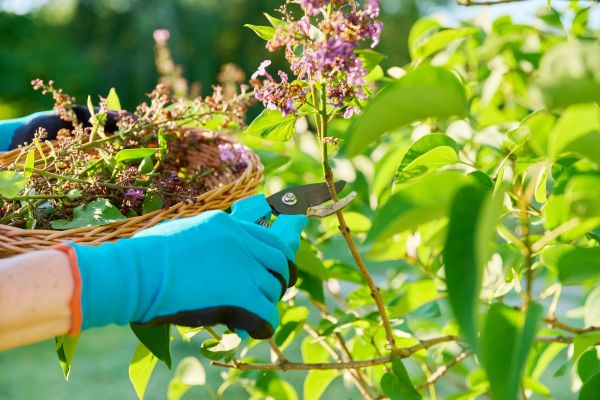 Cost of Lilac Trimming Service in San Luis Obispo