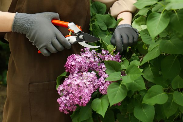Cost of Lilac Pruning Service in San Luis Obispo