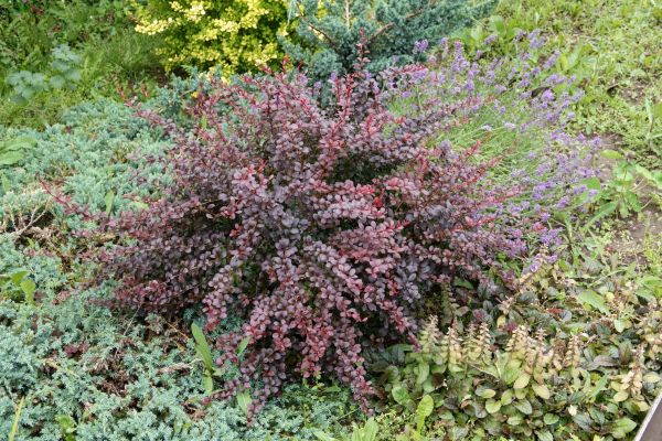 Cost of Japanese Barberry Removal in San Luis Obispo