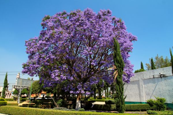Jacaranda Pruning in San Luis Obispo