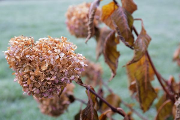 Cost of Hydrangea Removal in San Luis Obispo