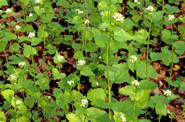 Garlic Mustard Removal in San Luis Obispo