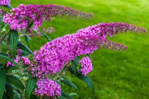 Cost of Butterfly Bush Removal in San Luis Obispo