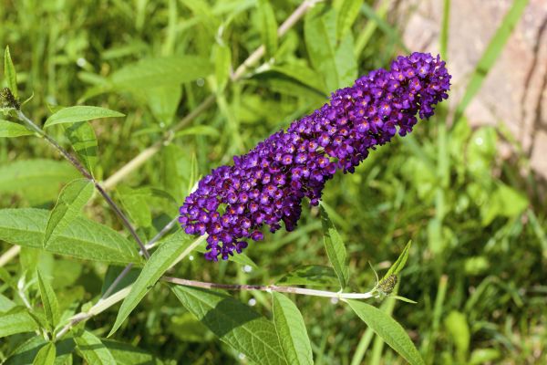 Butterfly Bush Pruning in San Luis Obispo