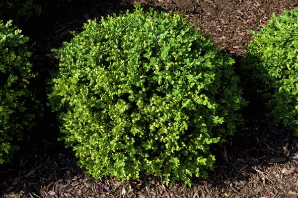 Cost of Boxwood Removal in San Luis Obispo