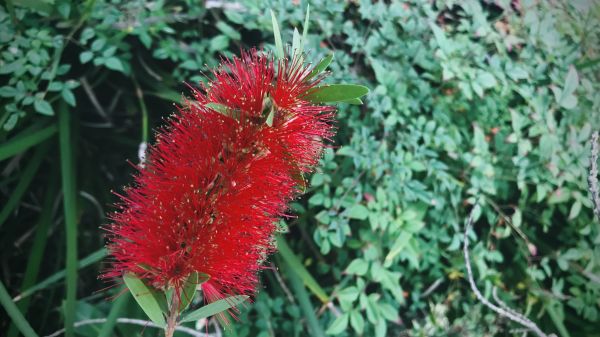 Bottlebrush Pruning in San Luis Obispo