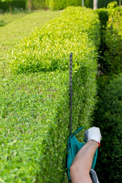 Hedge Trimming in San Luis Obispo
