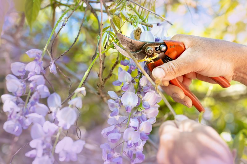 Azalea Pruning